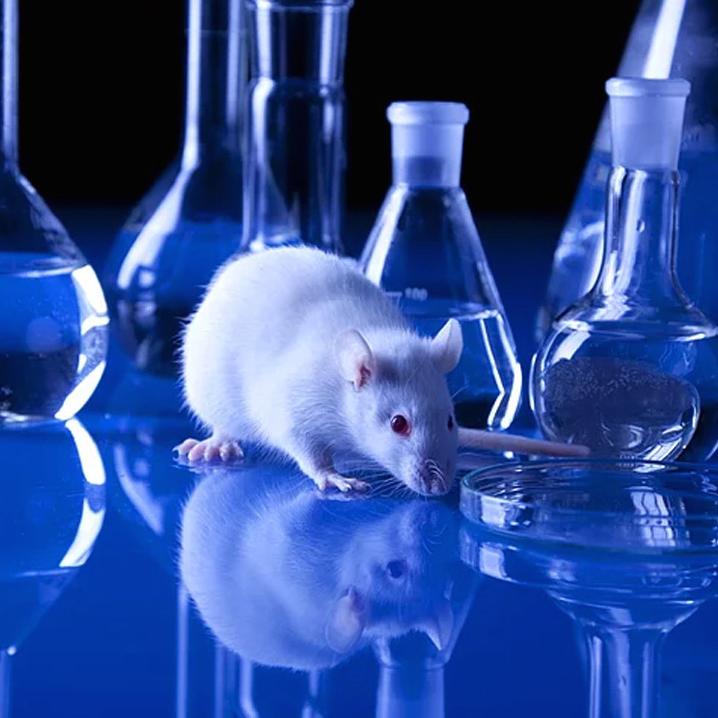 老鼠的图像和实验室烧杯代表动物护理和研究